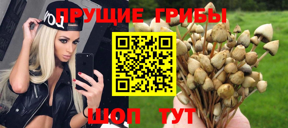 Псилоцибиновые грибы Psilocybe Батайск